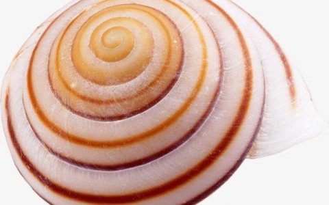 Rhino犀牛视频演示教程-蜗牛壳螺壳工艺品螺旋状摆件建模