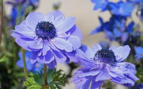 ANEMONE 0.4 Grasshopper上的循环插件