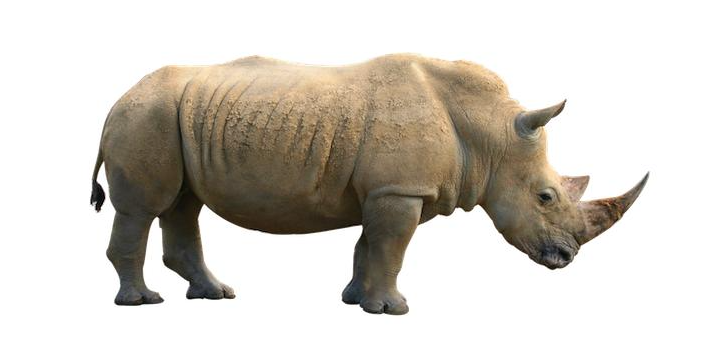 如何设置Rhino不自动更新和联网